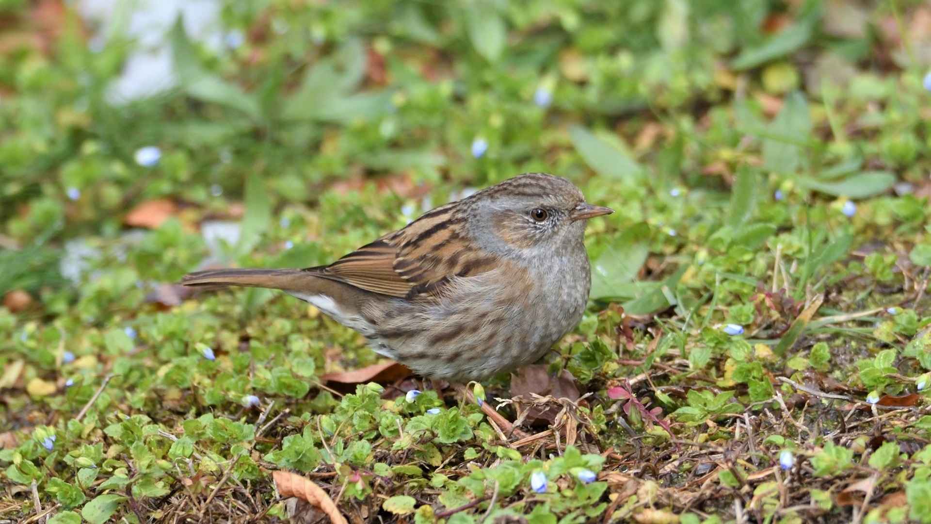 Dunnock